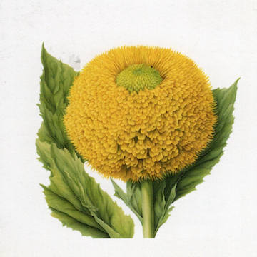 脂溶千日菊萃取物 Acmefleur OS3 Extract (千日菊醯胺 Spilanthol 1.2~1.8%) CAS:25394-57-4