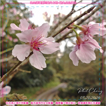 新北瑞芳金瓜石環保吸水紙杯墊 10入(尺寸：8.5 x 8.5 cm 厚度：1.2mm 材質：環保無毒玉米紙漿大豆油墨印製，最天然環保無毒的印刷）產品圖